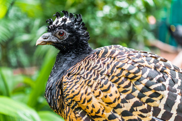 Close up of a bare faced curassow exotic tropical rare bird wildlife animal in its natural environment