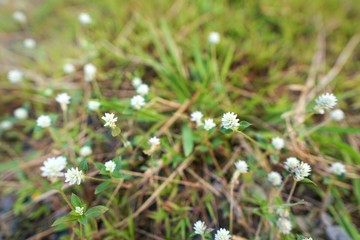 Close up white flower on green grass background. Top view, grass texture. Natural white and green concept, Abstract wallpaper.