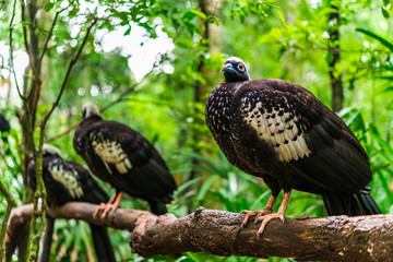 Black fronted piping guan exotic tropical rare birds wildlife animal in its natural environment