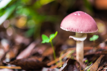 Macro photography of a purple mushroom growing in the autumn forest amidst grass and leaves