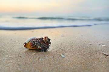 Close up shells on sandy beach with blurred  sea and sunrise background. Space for text in template.  Nature as a background.