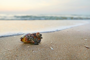 Close up shells on sandy beach with blurred  sea and sunrise background. Space for text in template.  Nature as a background.