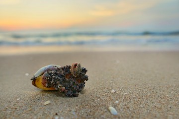 Close up shells on sandy beach with blurred  sea and sunrise background. Space for text in template.  Nature as a background.