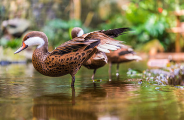 Close up of a white cheeked pintail summer duck wildlife animal in its natural environment