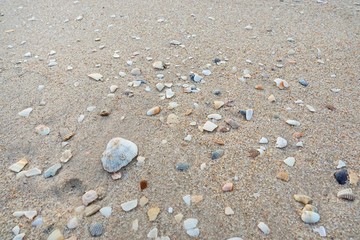 Abstract, shells on sandy beach background. Sandy beach for background. Top view. space for your text.  Too soft