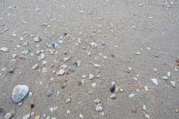Abstract, shells on sandy beach background. Sandy beach for background. Top view. space for your text.  Too soft