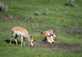 Naklejka na ściany i meble Two Pronghorn Antelope Bucks Resting with Another Grazing on Grass