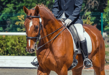 Dressage horse and rider. Sorrel horse portrait during equestrian sport competition. Advanced dressage test. Copy space for your text.