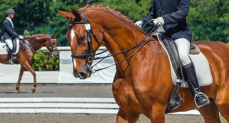 Dressage horse and rider. Sorrel horse portrait during equestrian sport competition. Advanced dressage test. Copy space for your text.