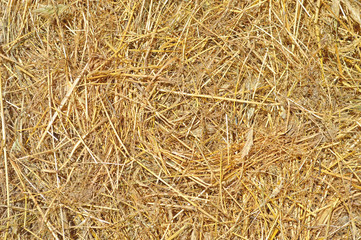straw as background / photography with scene of straw as texture and background