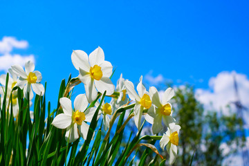 closeup of narcissus flowers on flowerbed against blue sky background with copy space