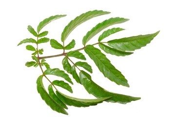 Twigs with green leaves isolated on white background. Top view leea rubra leaf ,Space for text in template. 