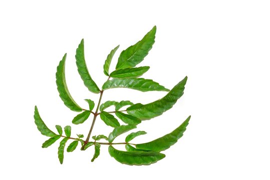 Twigs with green leaves isolated on white background. Top view leea rubra leaf ,Space for text in template. 