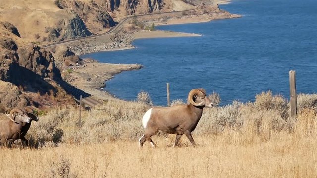A  group of male California Bighorn Sheep jumping over a fence in a grassland pasture in the Okanagan-Thompson area, BC, Canada.