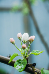 Fototapeta na wymiar Blooming apple tree in the garden. Selective focus.