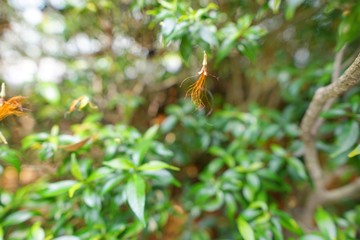 Abstract branch and leave background, Blurred flowers as a background.(Cape Jasmine, Cape...