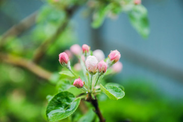 Blooming apple tree in the garden. Selective focus.