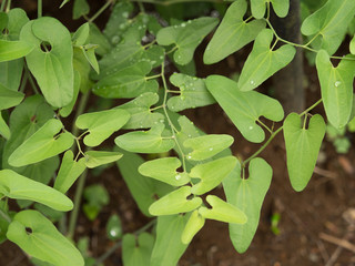 ウマノスズクサ