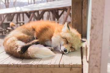 Fox Sleeping on a Bench - Powered by Adobe