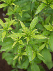 オオバナオケラ