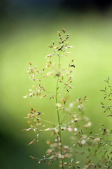 Herbal background. Plant Poa trivialis
