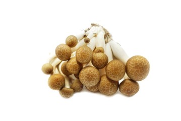 Top view of fresh beech mushroom or Buna shimeji isolated on white background. (Hypsizygus marmoreus (Peck) Bigelow, Hon shimeji, white clamshell mushroom, edible)