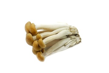 Top view of fresh beech mushroom or Buna shimeji isolated on white background. (Hypsizygus marmoreus (Peck) Bigelow, Hon shimeji, white clamshell mushroom, edible)