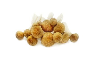 Top view of fresh beech mushroom or Buna shimeji isolated on white background. (Hypsizygus marmoreus (Peck) Bigelow, Hon shimeji, white clamshell mushroom, edible)