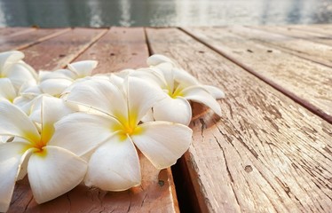 white and yellow plumeria flowers on the old wooden floor. frangipani flowers. Temple Tree. Graveyard Tree.Leelawadee flowers.white flowers. copy space