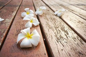 Fototapeta na wymiar white and yellow plumeria flowers on the old wooden floor. frangipani flowers. Temple Tree. Graveyard Tree.Leelawadee flowers.white flowers. copy space