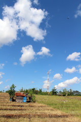 Fototapeta premium The typical countryside view of Balinese village. Kids playing kite.