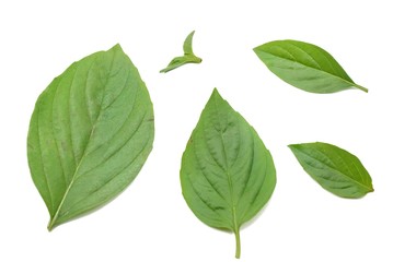 Top view of leaves sweet Basil or Thai Basil isolated on white background. (horapa,Ocimum basilicum Linn.,Lamiaceae)