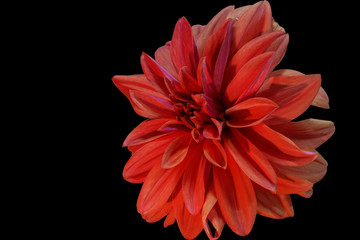 pink flower on a black background isolated with clipping path. Closeup. big shaggy flower.