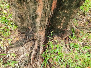 Roots of big tree with green grass on the ground in the forest at Thailand, Abstract background, Space for text in template, Empty concept, (Pink trumpet tree, Tabebuia rosea)