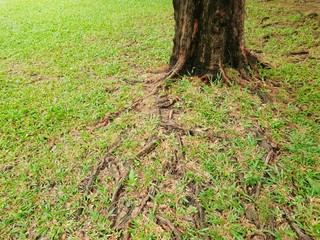 Roots of big tree with green grass on the ground in the forest at Thailand, Abstract background, Space for text in template, Empty concept, (Pink trumpet tree, Tabebuia rosea)