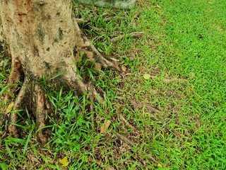 Roots of big tree with green grass on the ground in the forest at Thailand, Abstract background, Space for text in template, Empty concept, (Pink trumpet tree, Tabebuia rosea)