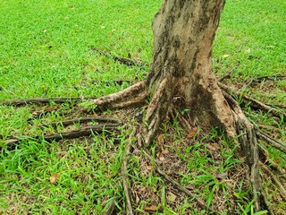 Roots of big tree with green grass on the ground in the forest at Thailand, Abstract background, Space for text in template, Empty concept, (Pink trumpet tree, Tabebuia rosea)