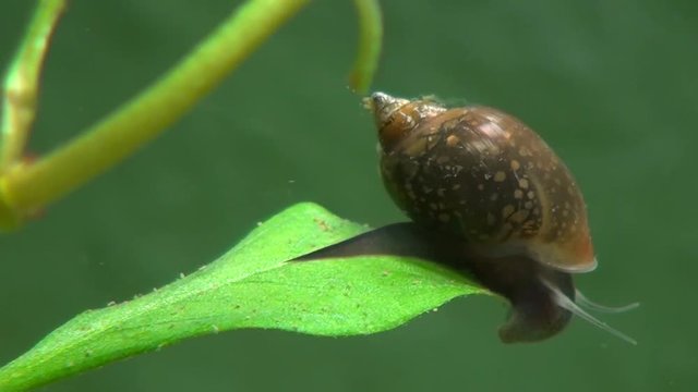 An apple snail moves around underwater