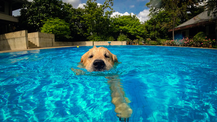 Golden Retriever Puppy (Dog) Exercises in Swimming Pool