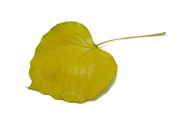 Naklejka premium Dry Po leaves isolated on white background. Golden, autumn leaf, Space for text in template, Ficus religiosa leaf