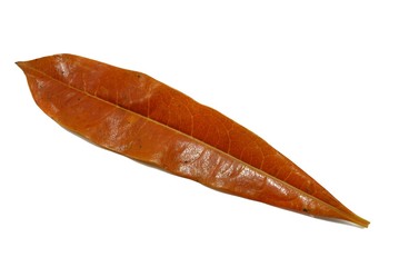 Red leaves isolated on white background, Colorful autumn leaf, Space for text in template.