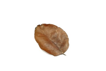 Dry leaves isolated on white background. Golden, autumn leaf, Space for text in template. 