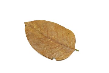 Naklejka premium Dry leaves isolated on white background. Golden, autumn leaf, Space for text in template. 