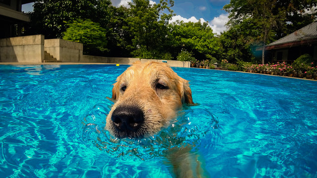 Golden Retriever Puppy (Dog) Exercises in Swimming Pool