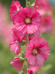 タチアオイの花