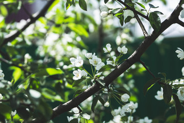 Blooming apple tree in the garden. Selective focus.