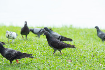 Several pigeons are walking on the lawn.