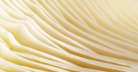 Texture mushrooms. Extreme macro. 4K.
