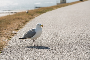 An Bbeautiful seabird