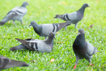 Pigeons sitting on the lawn.